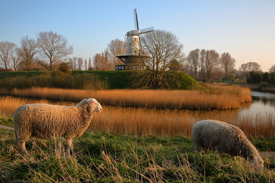 Sheep grazing on a meadow overlooking the fortified walls surrounding Veere, Zeeland, Netherlands, with a traditional windmill in the background