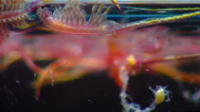 Artemia salina - small hypersaline crustaceans that live in salty waters of closed reservoirs. Kuyalnik Estuary, Ukraine