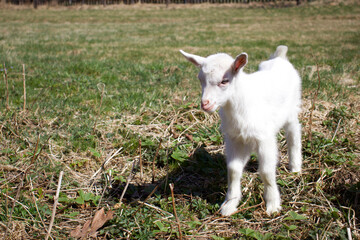 White baby goat sniffing green grass outside at an animal sanctuary, cute and adorable little goat. Head from white goat kid. Goat on a meadow. 