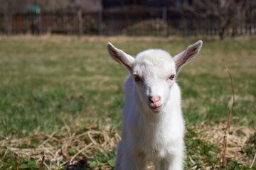 White baby goat sniffing green grass outside at an animal sanctuary, cute and adorable little goat. Head from white goat kid. Goat on a meadow. 