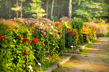 Many different dahlia flower bushes of red and pink