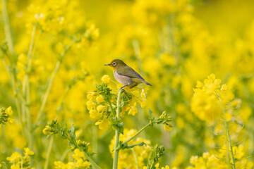菜の花とメジロ