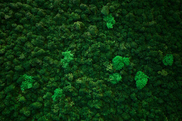 beautiful textural green moss. natural background. moss in different colors