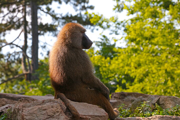 The baboon sits on a stone. A genus of primates from the monkey family.