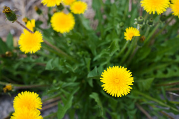 top view of yellow dandelion flowers in spring
