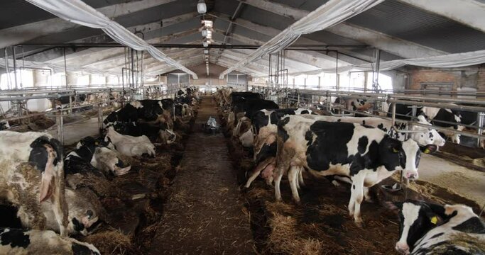 Keep cows on the farm in inappropriate conditions. Dirty cow farm.