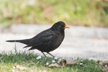 Amsel am Wegrand