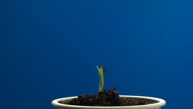 plant germination in a flower pot timelapse