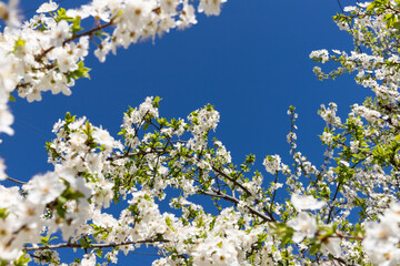 Beautiful branches of blossoming cherries. Beautiful abstract spring background.
