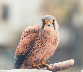 Falcon tinnunculus young in the city. Bird on balcony