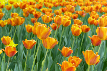 神奈川県横浜市　横浜公園のチューリップ