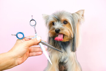 dog in a grooming salon; Haircut, scissors. pet gets beauty treatments