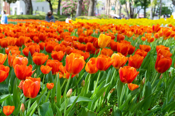 神奈川県横浜市　横浜公園のチューリップ
