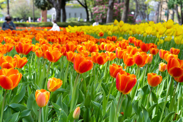 神奈川県横浜市　横浜公園のチューリップ