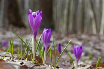 Sunlit purple crocus flowers, Crocus tommasinianus, Barr's purple, blooming in Spring, side view,...