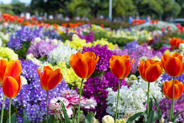 神奈川県横浜市　山下公園のイングリッシュガーデン