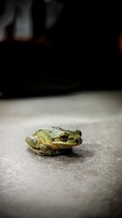 green frog on a leaf