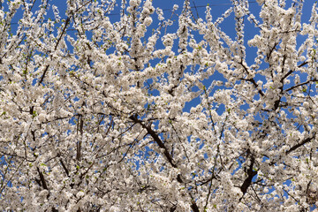 Beautiful branches of blossoming cherries. Beautiful abstract spring background.