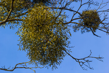 A sick withered tree attacked by mistletoe, viscum. They are woody, obligate hemiparasitic shrubs