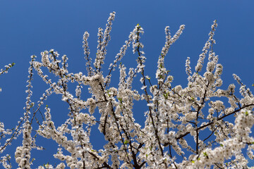 Beautiful branches of blossoming cherries. Beautiful abstract spring background.