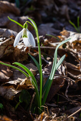 Early spring snowdrops, Galanthus nivalis, selective focus and diffused background