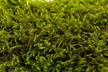 Moss green on white background. Space for text.