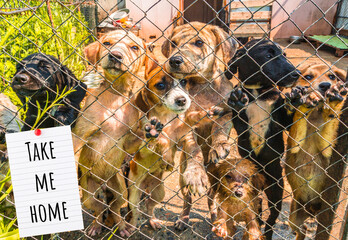 Pet shelter - cats and dogs behind a fence