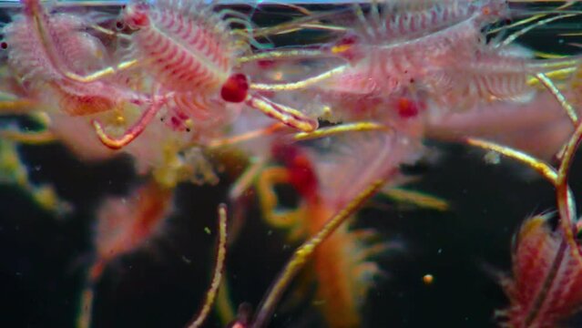 Artemia salina - small hypersaline crustaceans that live in salty waters of closed reservoirs. Kuyalnik Estuary, Ukraine