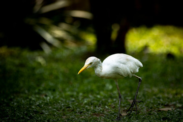 Beautiful Small White Egret