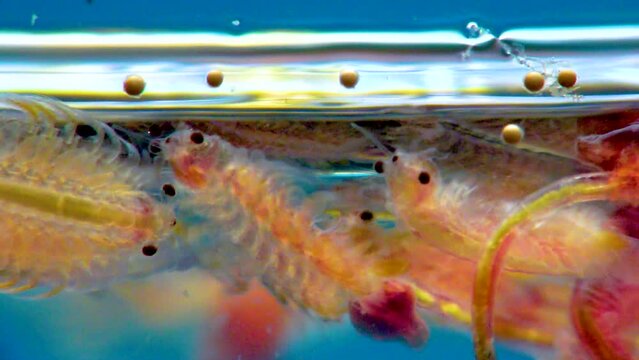 Artemia salina - small hypersaline crustaceans that live in salty waters of closed reservoirs. Kuyalnik Estuary, Ukraine