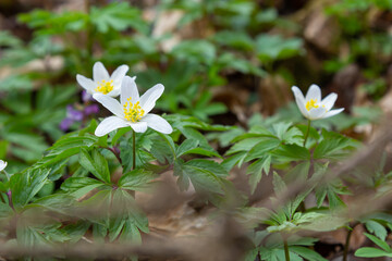 Anemone nemorosa is an early-spring flowering plant in the genus Anemone.