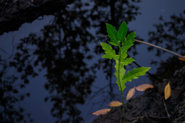 Leaves, trees and reflection.