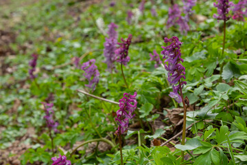 Corydalis cava, violet spring flowers of corydalis, macro, close-up