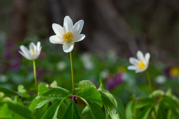 Anemone nemorosa is an early-spring flowering plant in the genus Anemone.