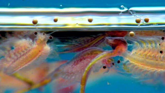 Artemia salina - small hypersaline crustaceans that live in salty waters of closed reservoirs. Kuyalnik Estuary, Ukraine