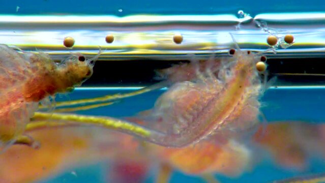 Artemia salina - small hypersaline crustaceans that live in salty waters of closed reservoirs. Kuyalnik Estuary, Ukraine