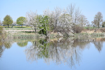 Sumpfsee mit weiß blühenden Bäumen und Spiegelung