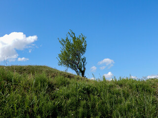 grass and blue sky