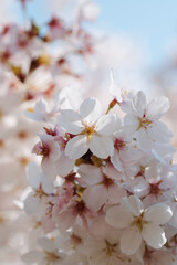 White and pink cherry apple blossoms closeup