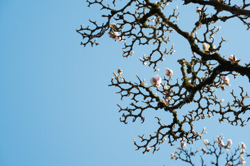 Beautiful Blooming Pink Magnolia Tree Against Sky