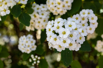 Lobularia maritima flowers (alyssum maritimum, sweet Alyssum, sweet Alison). Blooming spring flowers.