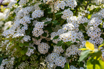 Lobularia maritima flowers (alyssum maritimum, sweet Alyssum, sweet Alison). Blooming spring flowers.