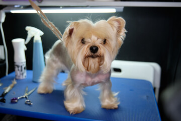 A Yorkshire terrier requiring a haircut on its head stands on a grooming table