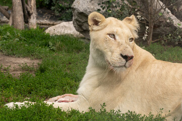 Naklejka premium Female lion 