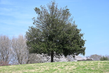 穏やかな快晴の日に、広大な公園で美しい満開の桜を見て楽しむ