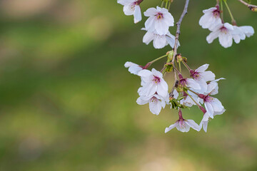 穏やかな快晴の日に、広大な公園で美しい満開の桜を見て楽しむ