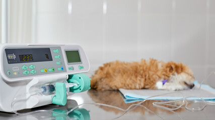 An infusion pump is used to slowly medicine injection to a sick Maltipoo puppy in a veterinary clinic. Close-up, selective focus