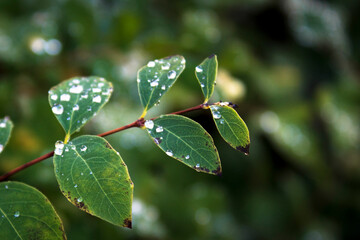 Leaves