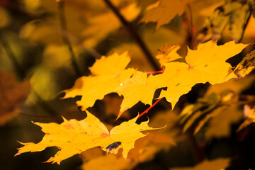 Autumn Leaves
