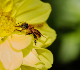 Long-chinned Stingless Bee (Geniotrigona thoracica) on yellow flower macro photo